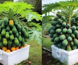 کشاورزی نوین؛ پرورش درخت پاپایا کوتوله با یه خروار میوه