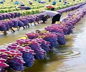 کشاورزی نوین؛ اتفاقی تو دریاچه بذر انگور ریختن درخت ریشه ای دراومده بارش 500000 تن