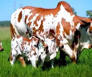 گاوهای باورنکردنی؛ گاوهای زیبا و غول پیکر که معنای وجودی این حیوان را دگرگون کردن