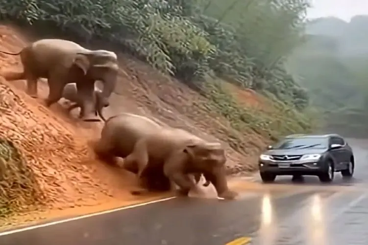 معماری طبیعت؛ فیل ها با اون هیکل وسط جاده لش بازیشون گرفت ملت اسیر شدن