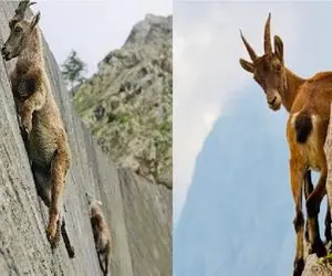 جذابیت حیات وحش / جاذبه لطیفه ایست برای بز کوهی