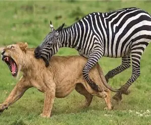 مستند حیات وحش؛ خر راه راه دست شیر گذاشت تو پوست گردو