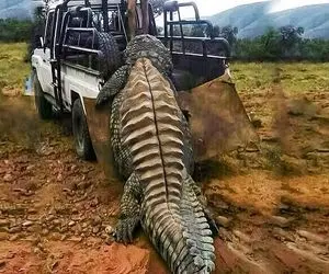 حیوانات غول پیکر؛ تمساح شکارکردن 335 کیلو گذاشتن پشت وانت رو زمین میکشن تیکه بشه