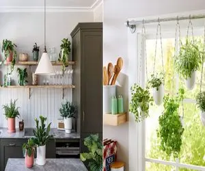 گیاهان مناسب برای آشپزخانه/ با این گیاهای خوش‌ رنگ، آشپزخونه‌ ات مثل بهشت میشه