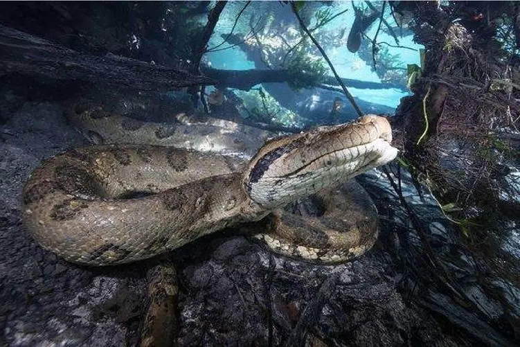 مستند کاوش؛ مار غول مجهز کردن به دوربین مدار بسته دنیارو از دیدش ببینن