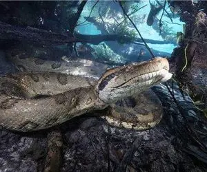 مستند کاوش؛ مار غول مجهز کردن به دوربین مدار بسته دنیارو از دیدش ببینن