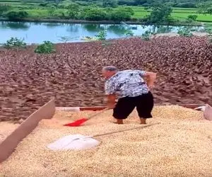 دامداری نوین؛ با پارو رو وانت برا 50000 اردک غذا میپاشن انقد زیادن کف زمین دید نداره