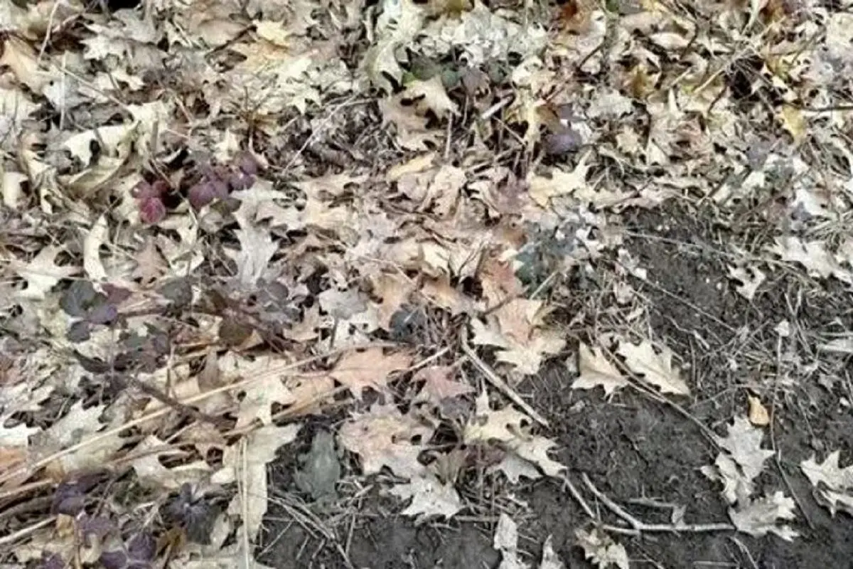 بازی فکری؛ اگه بتونی قورباغه استتار کرده رو پیدا کنی آزمون خلبانی آمریکارو قبول میشی