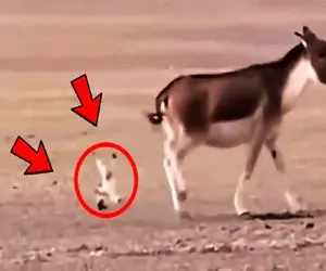 جذابیت حیات وحش؛ مناقشه ددمنشانه الاغ با حیواناتی که دورو برش میپلکند