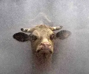 (ویدیو) ماجرای فرار گاو وحشی در شهرضا