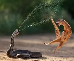 بدایع حیات وحش؛ کفتار سفاک اومد پیتون غول و ببلعه خودش بعد ابتر شدن بلعیده شد