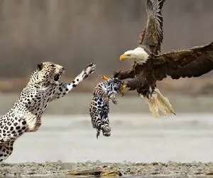 حیات وحش مصنوعی/عقاب با منقار تیزش از گردن پلنگ میگیره از زمین میکنه و بلندش میکنه