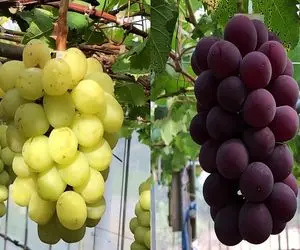 غذای غول پیکر؛ یه مزرعه انگور رنگارنگ ساختن هر دونه اش اندازه یه پرتقاله