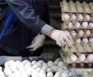 تخم مرغ در ماه رمضان گران نمی‌شود