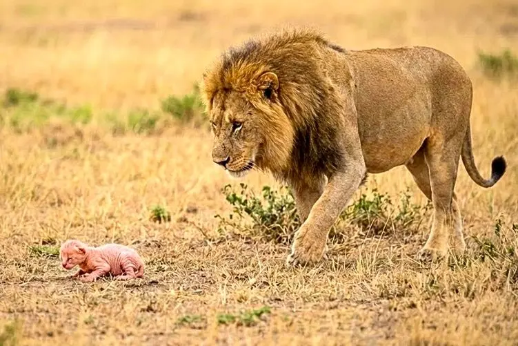 مستند حیات وحش؛ شیر بچه بز تازه متولد شده و به فرزندی پذیرفت و کلی هم لیس زد