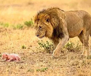 مستند حیات وحش؛ شیر بچه بز تازه متولد شده و به فرزندی پذیرفت و کلی هم لیس زد