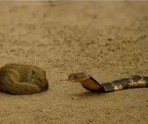 مستند حیات وحش؛ هرچی مار شیلنگ تخته انداخت خوراک مانگوس دد نشه فایده نداشت