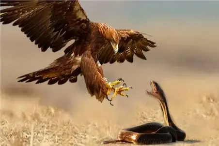 اعدام حیات وحش/مار دور گردن عقاب میپیچه تا حلقه اعدام براش تداعی بشه