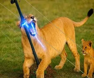 مستند حیات وحش/ شیر به هوای بلع طعمه خورد به حصار برقی جِزش دراومد