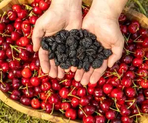 ترفندای خونگی واسه خشک کردن آلبالو؛ اینجوری طعم ترش و جذابش به سادگی حفظ کن!