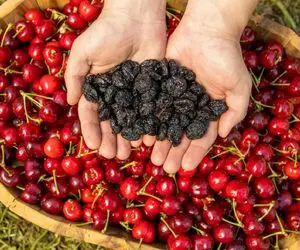 ترفندای خونگی واسه خشک کردن آلبالو؛ اینجوری طعم ترش و جذابش به سادگی حفظ کن!