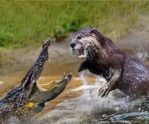 مستند حیات وحش / نبرد ددمنشانه تمساح و سمور آبی برای سلطه قلمرو