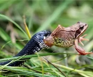 قلمرو حیوانات؛ قورباغه هرچی جست زد آخر تو مشت مار بود