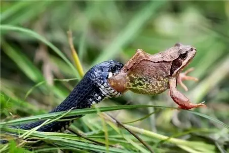 قلمرو حیوانات؛ قورباغه هرچی جست زد آخر تو مشت مار بود