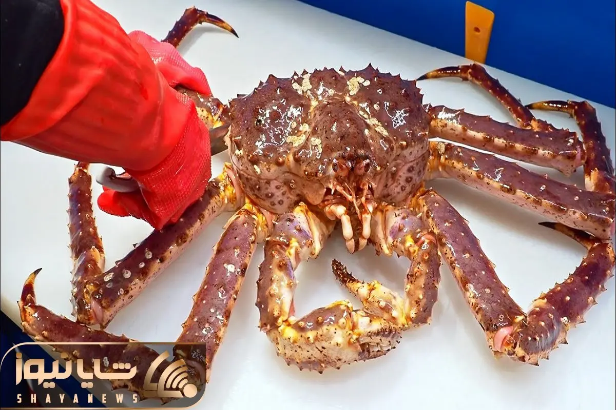 فرآوری خرچنگ؛ بعد از صید دست و پای خرچنگ غول پیکر زنده رو قطع میکنن میندازن تو آبجوش