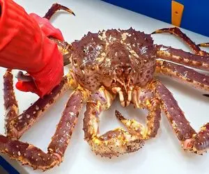 فرآوری خرچنگ؛ بعد از صید دست و پای خرچنگ غول پیکر زنده رو قطع میکنن میندازن تو آبجوش