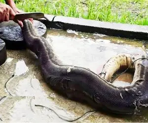 غذای خیابانی؛ پیتون غولو بعد خوردن توله پلنگ با پوست اسلایس و سرخ و سرو میکنه