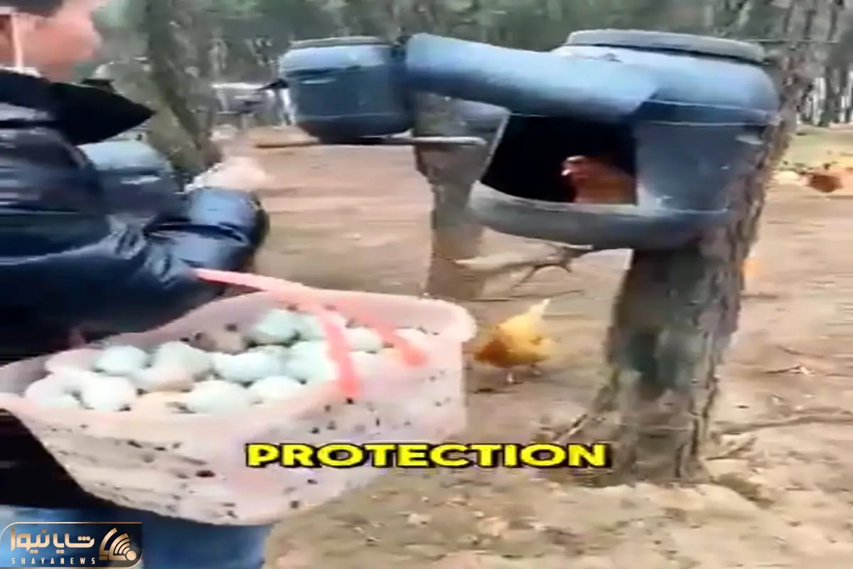 دامداری نوین؛ با دبه لونه مرغ ساخت رو درختای باغ نصب کرد مفت مرغداری زد پول پارو کرد