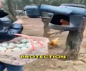 دامداری نوین؛ با دبه لونه مرغ ساخت رو درختای باغ نصب کرد مفت مرغداری زد پول پارو کرد