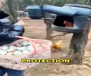 دامداری نوین؛ با دبه لونه مرغ ساخت رو درختای باغ نصب کرد مفت مرغداری زد پول پارو کرد