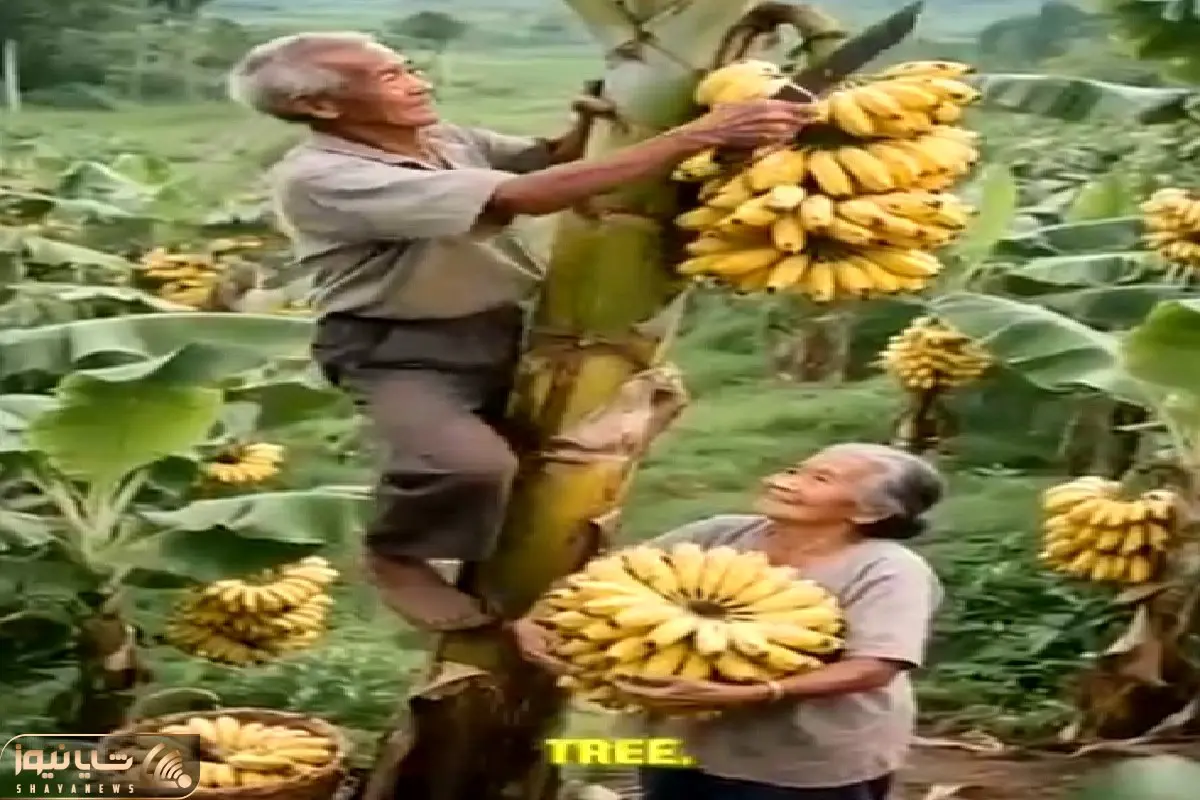 کشاورزی نوین؛ زن و شوهر پیر اولین باره که موز میبینن مرد عین تارزان از درختش بالا رفت