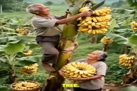 کشاورزی نوین؛ زن و شوهر پیر اولین باره که موز میبینن مرد عین تارزان از درختش بالا رفت
