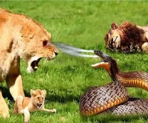 مستند حیات وحش / همه از شیر میترسند شیر از مار