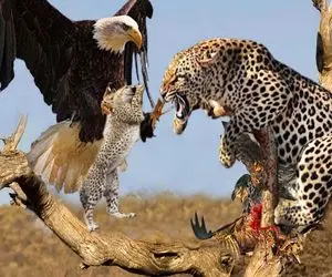 نارام زیان؛ عقاب شرور توله پلنگ و قاپید تناول کنه مادر زخمیش پرهای عقاب کند