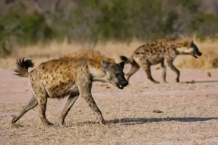 (ویدیو) گاومیش آرام نشست تا کفتار زنده زنده بخورتش