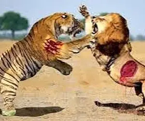 مستند حیات وحش؛ در نبرد حماسی شیر و ببر چه کسی در صدر است؟