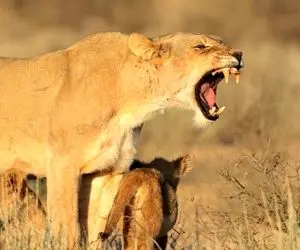 مستند جیات وحش؛ شیری که قصد تعرض به بچه همنوعش داشت مورد غضب قرار گرفت