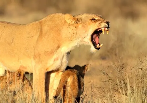 مستند جیات وحش؛ شیری که قصد تعرض به بچه همنوعش داشت مورد غضب قرار گرفت