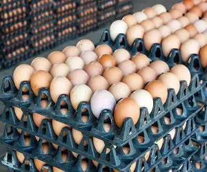 قیمت تخم مرغ امروز چهارشنبه 23 اردیبهشت 1405 + جدول