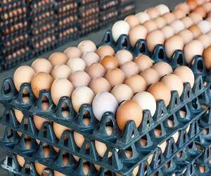 قیمت تخم مرغ امروز چهارشنبه 23 اردیبهشت 1405 + جدول