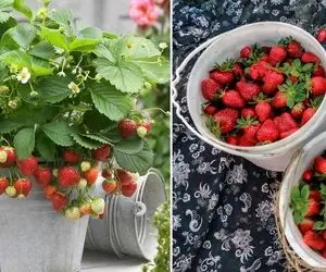 نحوه کاشت توت فرنگی تو گلدون؛ این توت فرنگی غولای بازاری فقط قیافه دارن خودت بکار