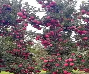 کشاورزی نوین؛ سیب پرورش دادن یکیش قد سر بچه ی 5 ماهه شاخه هاش از سنگینی نزدیکه بشکنن