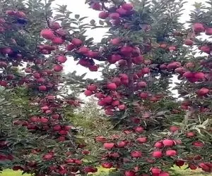 کشاورزی نوین؛ سیب پرورش دادن یکیش قد سر بچه ی 5 ماهه شاخه هاش از سنگینی نزدیکه بشکنن