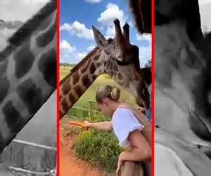 حیات وحش مصنوعی/زرافه های گردن دراز با گردنشون به تماشاچی ها یورش میبرند