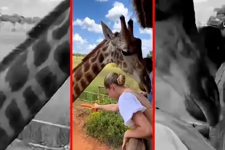 حیات وحش مصنوعی/زرافه های گردن دراز با گردنشون به تماشاچی ها یورش میبرند