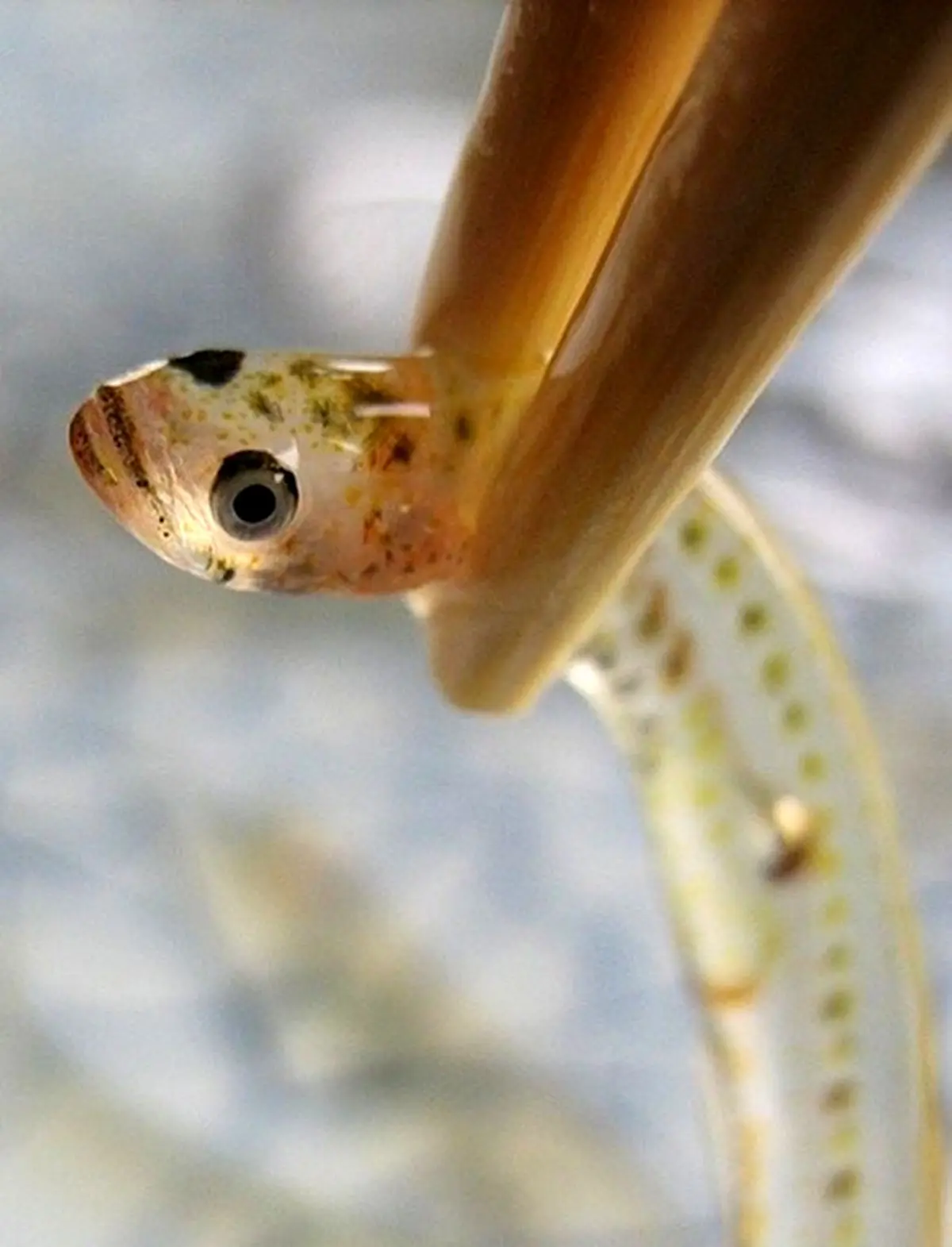 mon-an-kinh-di-nhat-ban-5